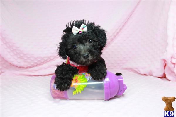 lvpuppyheaven Picture 2